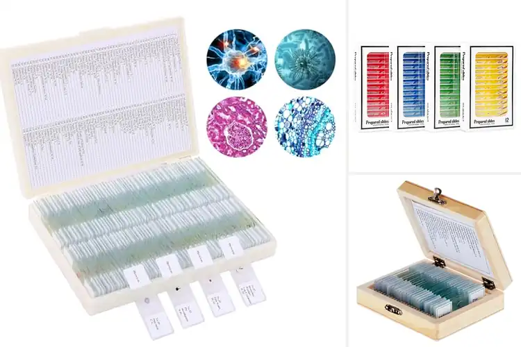 Detailed view of Best Prepared Microscope Slides